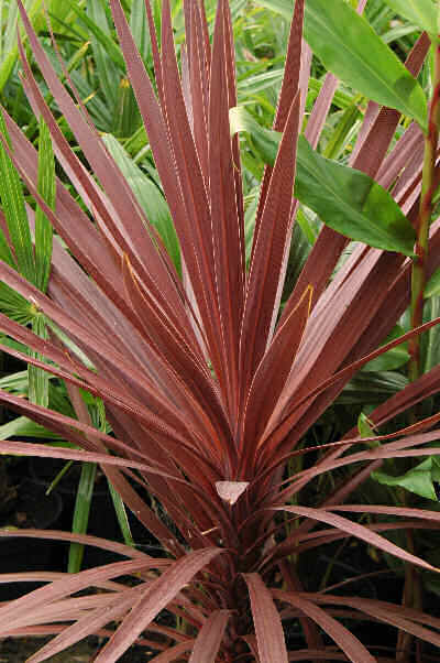 Cordyline australis
